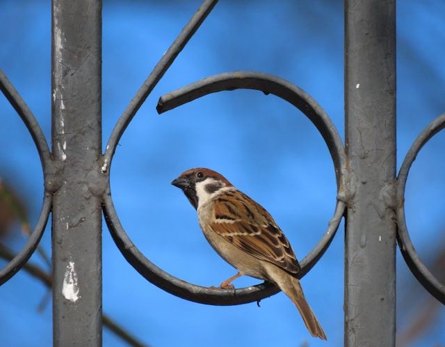 Haussperling (Passer domesticus) sitzt in einem runden Metallgitter vor blauem Himmel.