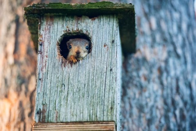 Eichhörnchen blickt aus der Öffnung eines hölzernen Nistkastens, der an einem Baumstamm befestigt ist.