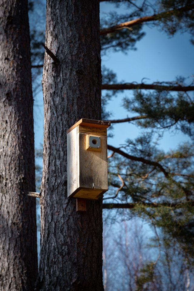 Nistkasten aus Holz an einem Baumstamm befestigt.
