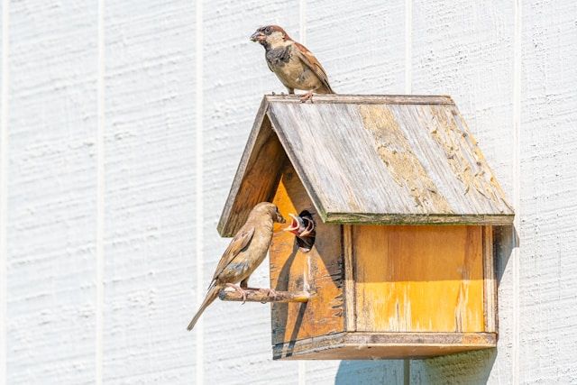 Haussperlinge füttern ihre Jungen an einem hölzernen Nistkasten, ein Altvogel sitzt auf dem Dach