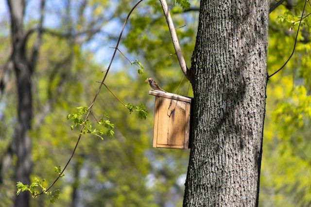 Vogel sitzt auf einem Nistkasten, der an einem Baumstamm befestigt ist.