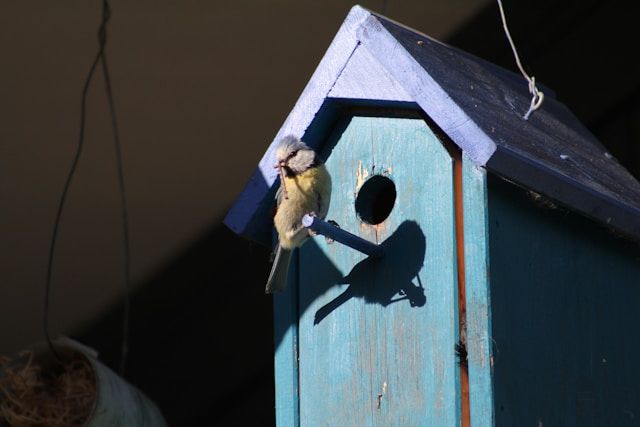 Vogel sitzt auf dem Einflugstab eines blauen Nistkastens im Sonnenlicht.