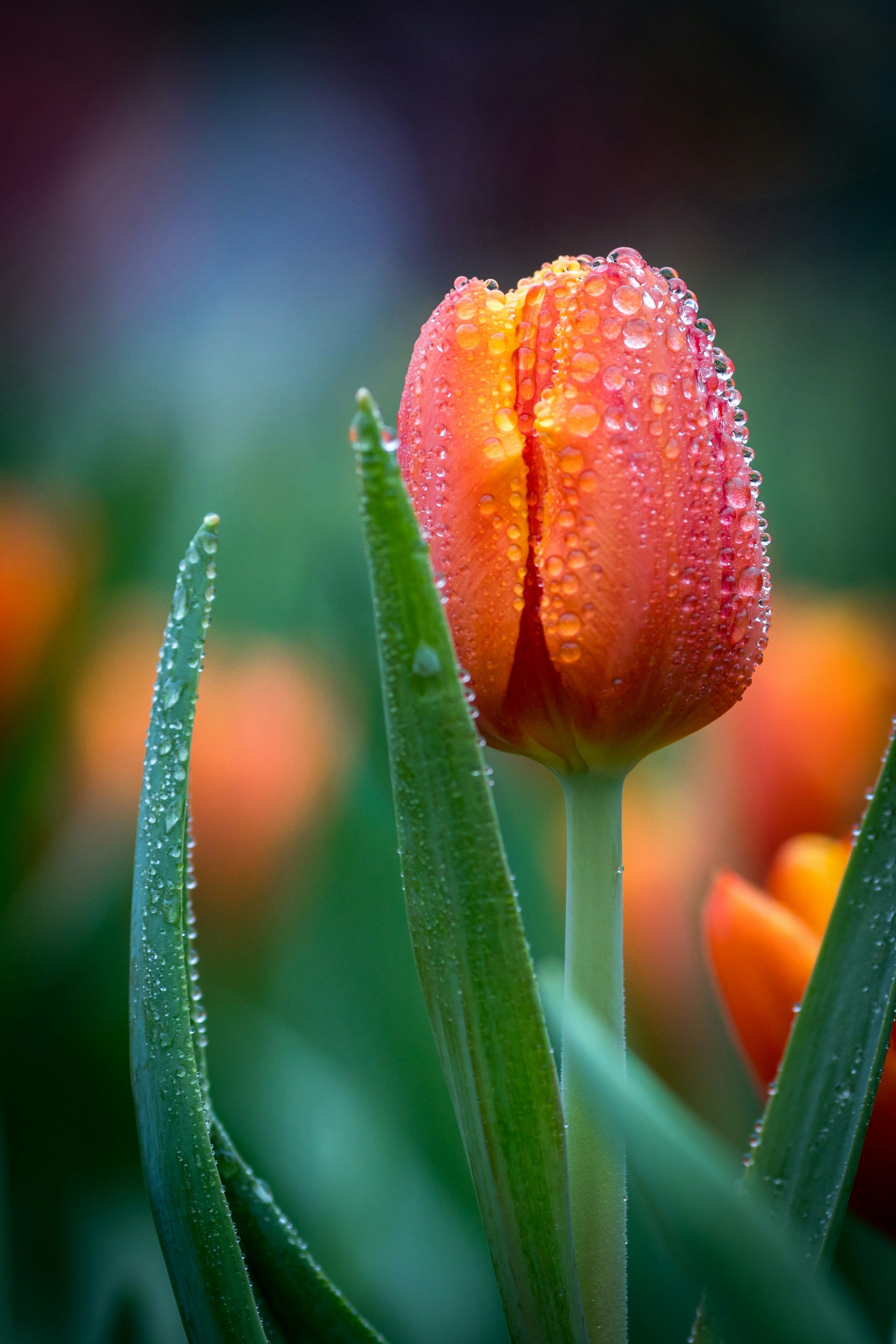 Orange Tulpe