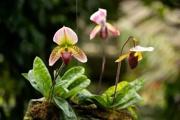 Frauenschuh-Orchideen mit grünem Laub