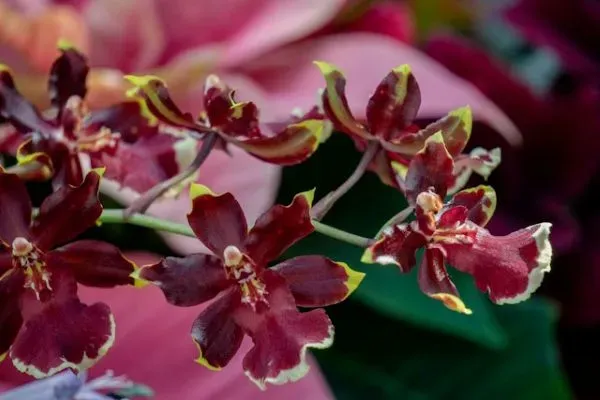 Dunkelrote Oncidium-Orchidee mit hellem Rand
