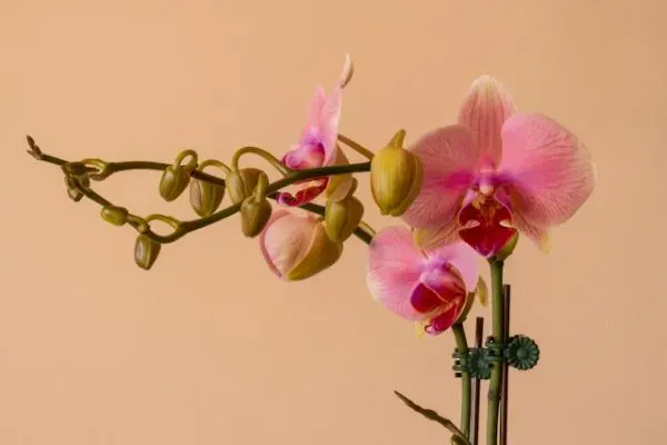 Rosa Orchidee mit Knospen vor beigem Hintergrund