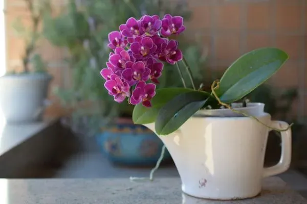 Violette Orchidee im weißen Übertopf