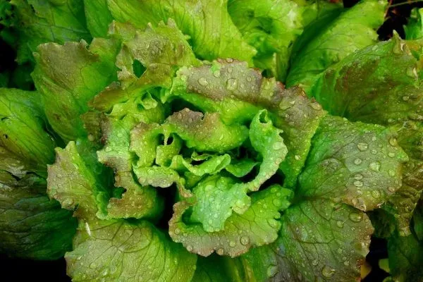 Pflücksalat säen, pflegen und ernten