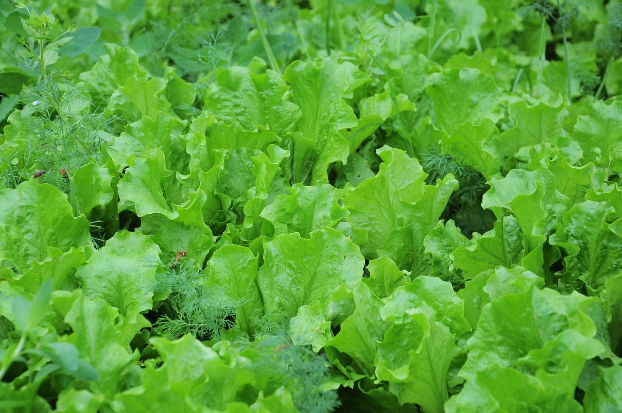 Pflücksalat kann über mehrere Wochen hinweg geerntet werden