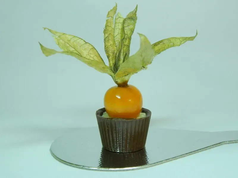 Physalis-Frucht mit Hülle auf kleiner Dessertbasis