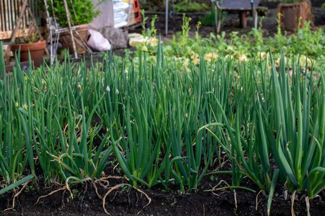 Lauchzwiebeln wachsen dicht in dunkler Gartenerde