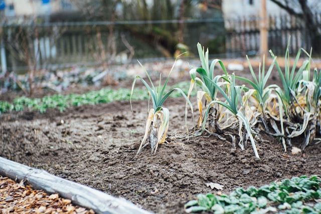 Porree wächst in Reihen auf einem Gartenbeet