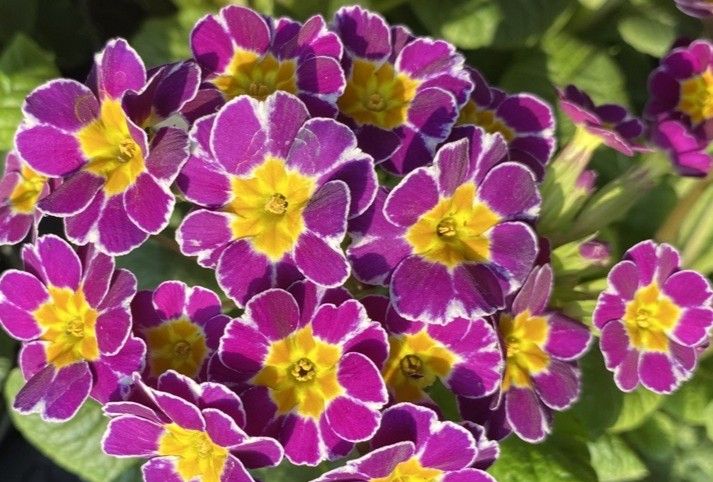 Violett-weiße Primelblüten mit gelbem Zentrum in dichter Blütenansammlung vor grünen Blättern.