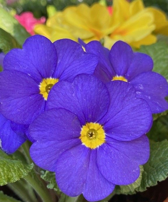 Violett-blaue Primelblüten mit gelbem Zentrum vor grünen Blättern.