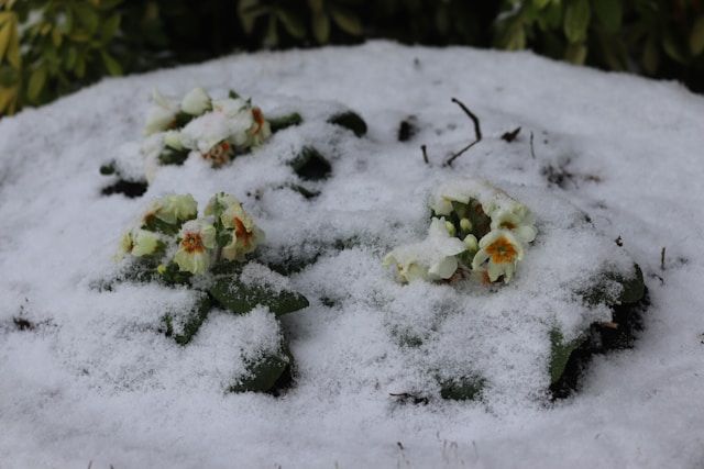Weiße Primeln blühen teilweise von Schnee bedeckt im winterlichen Gartenbeet.