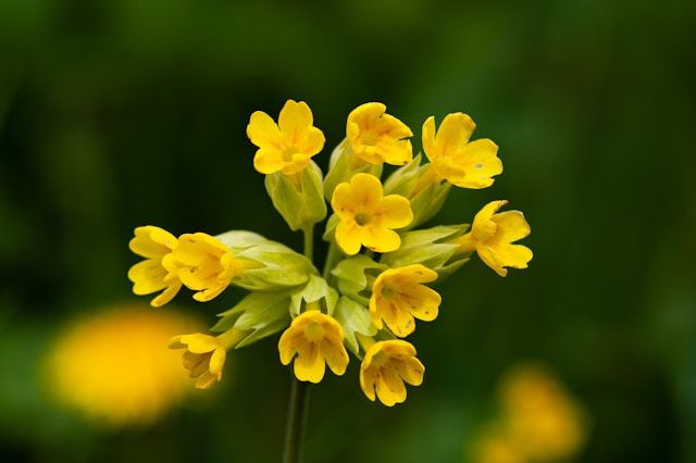 Gelbe Schlüsselblumen (Primula veris) mit mehreren kleinen Blüten an einem Stiel vor unscharfem grünem Hintergrund.