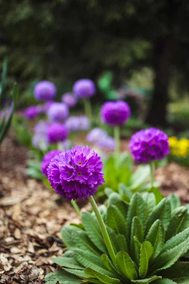 Kugelprimel (Primula denticulata) mit violetten, kugelförmigen Blütenständen auf langen Stielen über grünen Blattrosetten im Garten.