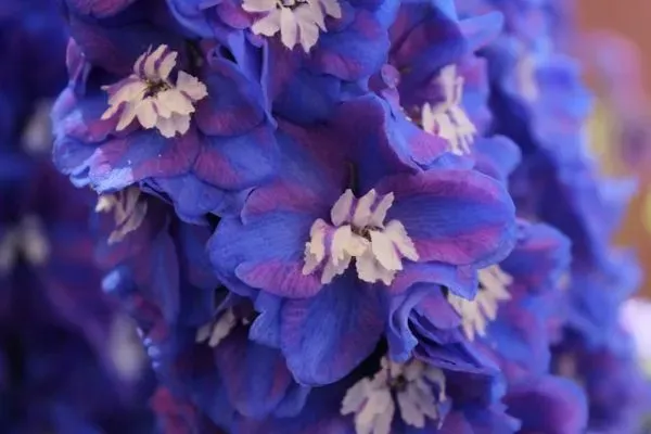 Blau-violette Ritterspornblüten in Nahaufnahme