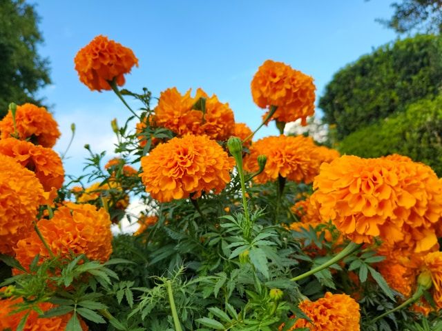 Orangerote Tagetes mit dicht gefüllten Blüten im Garten