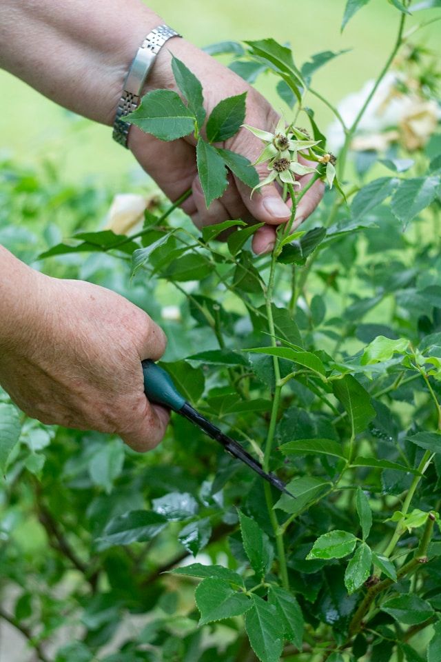 Person schneidet verblühte Rosenblüte mit Gartenschere am Strauch