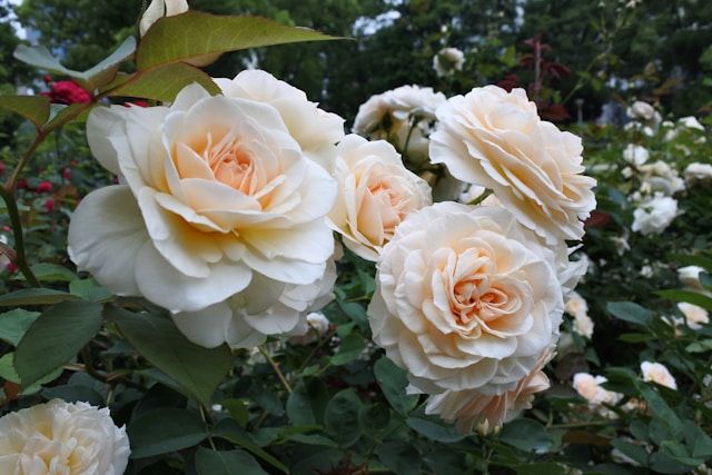 Cremeweiße Edelrosen mit dicht gefüllten Blüten im Gartenbeet