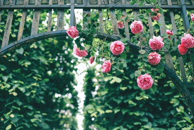 Kletterrose mit rosa Blüten an Rankbogen aus Holz im Garten