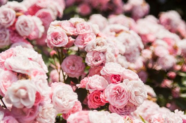Rosa Strauchrosen mit kleinen, dicht gefüllten Blüten in üppiger Blütenfülle