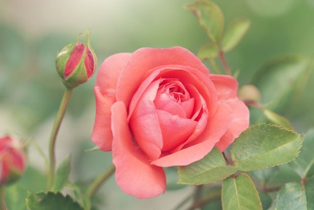 Rosa Gartenrose mit halb geöffneter Blüte und Knospe