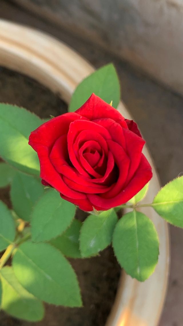 Rote Edelrose mit geöffneter Blüte im Blumentopf