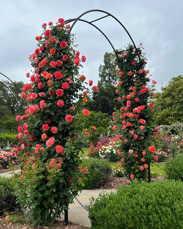Kletterrosen mit orange-rosa Blüten an rankenden Säulen im Rosengarten