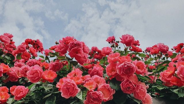 Rosa blühende Rosen mit dicht gefüllten Blüten vor hellem Himmel