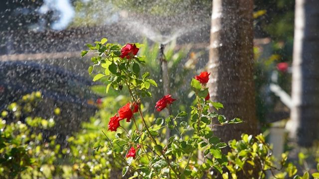 Rote Rosen im Garten werden mit Rasensprenger bewässert, Wassertropfen im Sonnenlicht