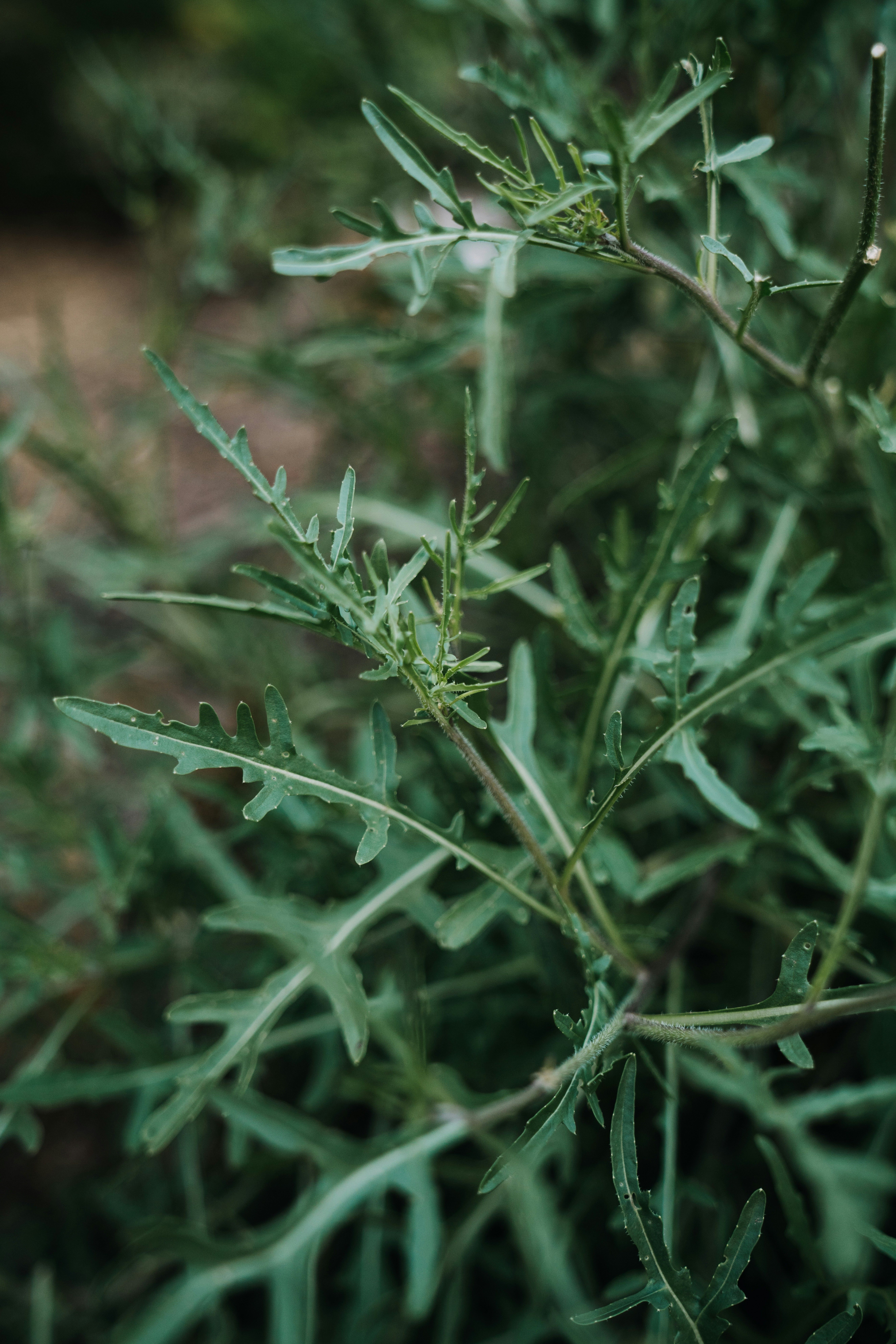 Rucola