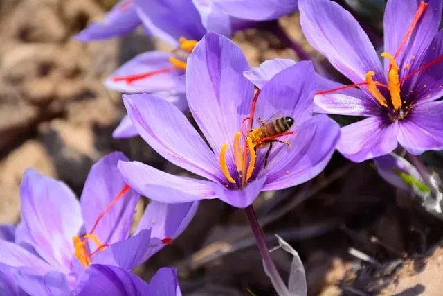 Biene auf violetter Safranblüte mit roten Narbenfäden