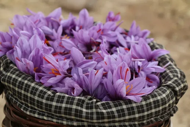 Violette Safranblüten mit roten Narbenfäden in einem Korb