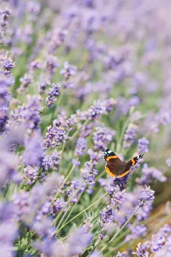 Admiral-Schmetterling mit ausgebreiteten, schwarz-orange gemusterten Flügeln sitzt auf violetten Lavendelblüten in einem blühenden Lavendelfeld mit weichem Hintergrund.