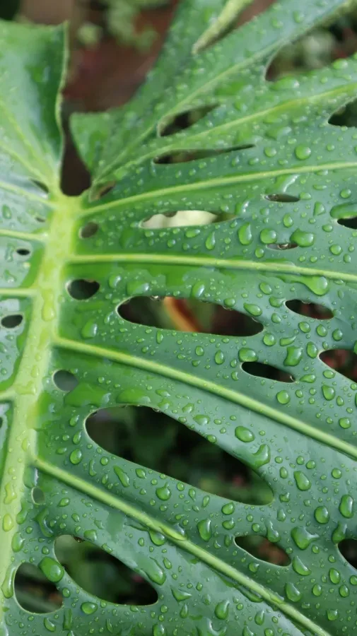 Grünes Monstera-Blatt mit Wassertröpfchen in Nahaufnahme