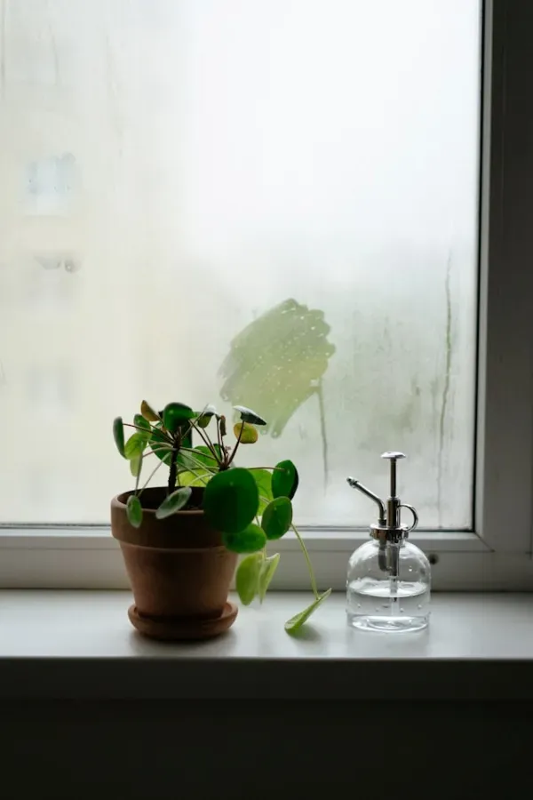Zimmerpflanze im Topf auf Fensterbank neben Glas-Pflanzensprüher