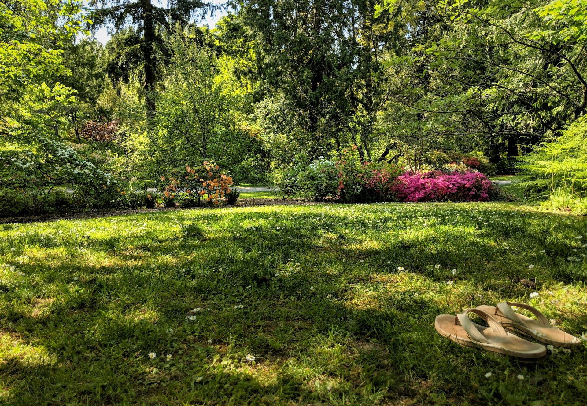 Sonniger Garten mit Wiese, Blütensträuchern