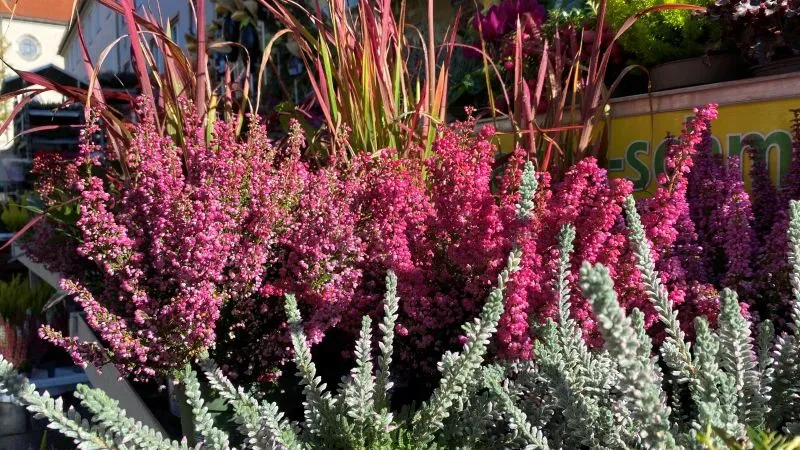 Pink südafrikanische Glöckenheide