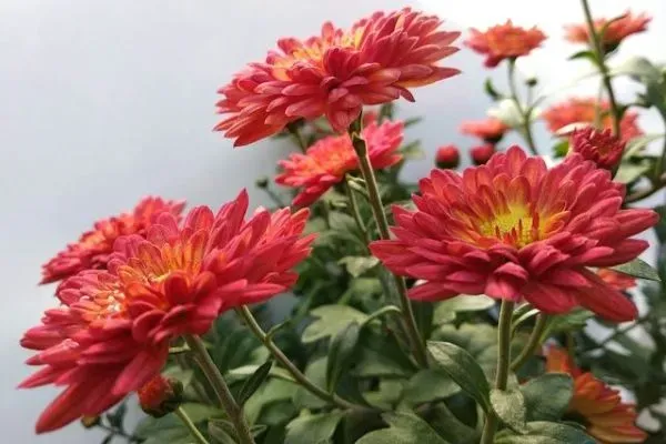 Rot blühende Chrysanthemen in Nahaufnahme