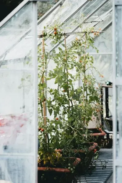 Tomatenpflanzen mit roten Früchten im Gewächshaus