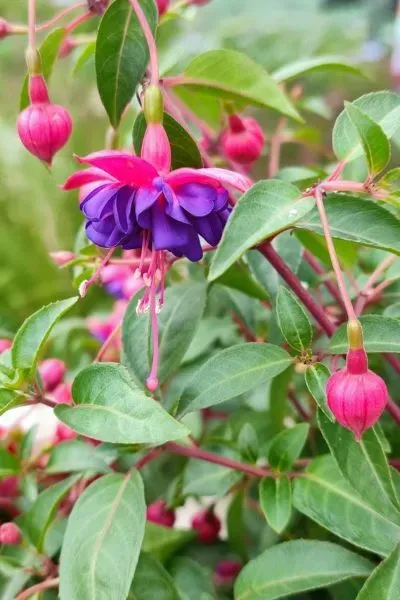 Violett-rosa Fuchsienblüte mit mehreren Knospen