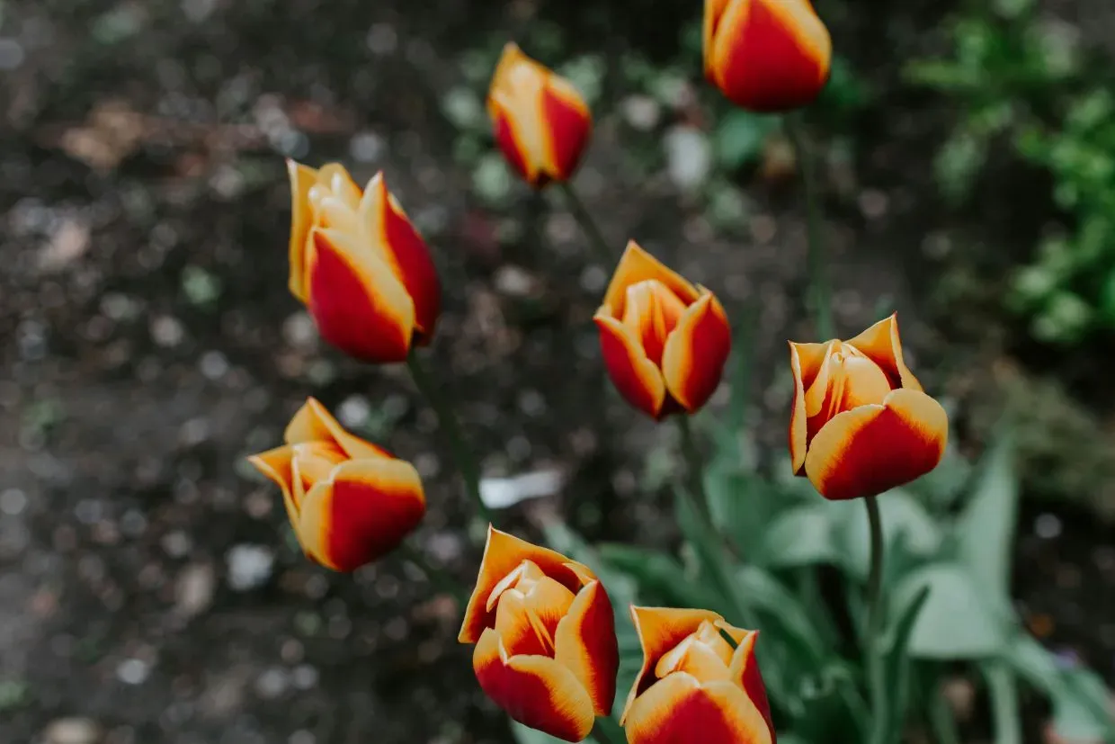 Rot-gelbe Tulpenknospen im Gartenbeet