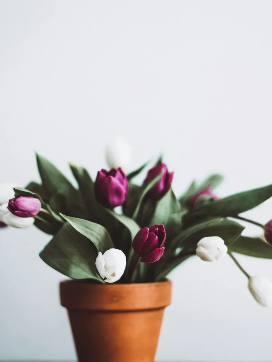 Tulpen in Weiß und Violett in Terrakottatopf