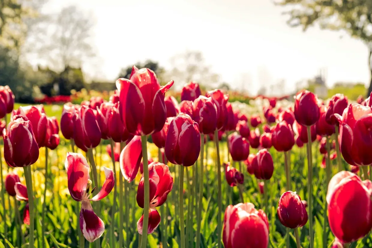 Rote Tulpenwiese