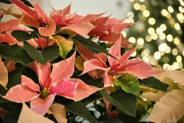 Rosa Weihnachtssterne vor leuchtender Weihnachtsdekoration