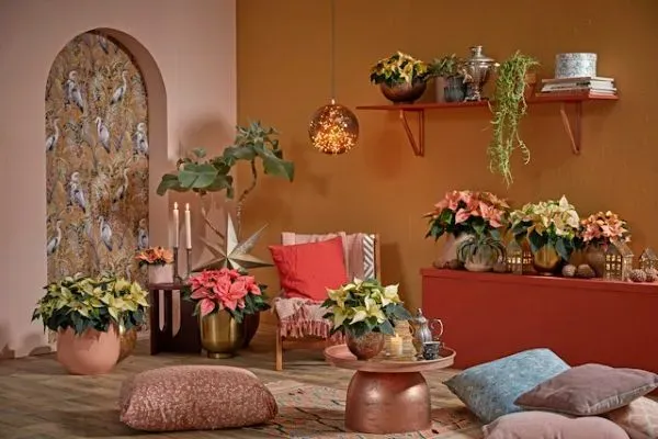 Wohnzimmer mit Weihnachtssternen und festlicher Dekoration