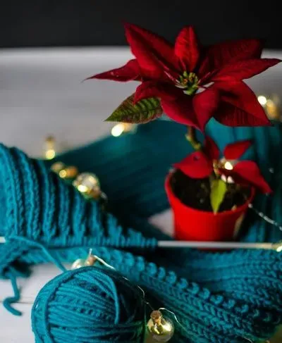 Roter Weihnachtsstern neben Strickzeug und Lichterkette