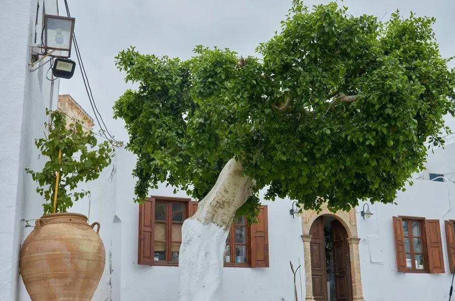 Baum mit weiß gestrichenem Stamm vor hellem Gebäude